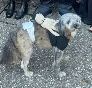 Pet Costumes